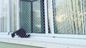 Rede de Proteção para Gatos - Realize Redes