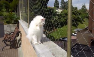 Rede de Proteção para Gatos - Realize Redes