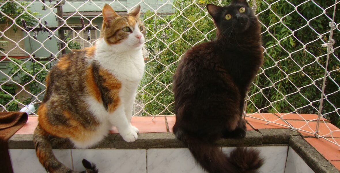 Rede de Proteção para Gatos - Realize Redes