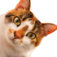 closeup-quadrado-gato-gif