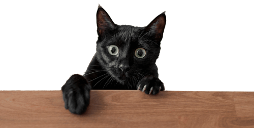 gato-preto-close-up